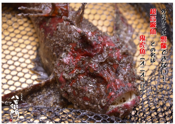 The Dining Yosa 八右衛門 超高級魚 オニオコゼ やばいね